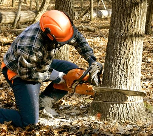 Tree Removal in Protem, MO